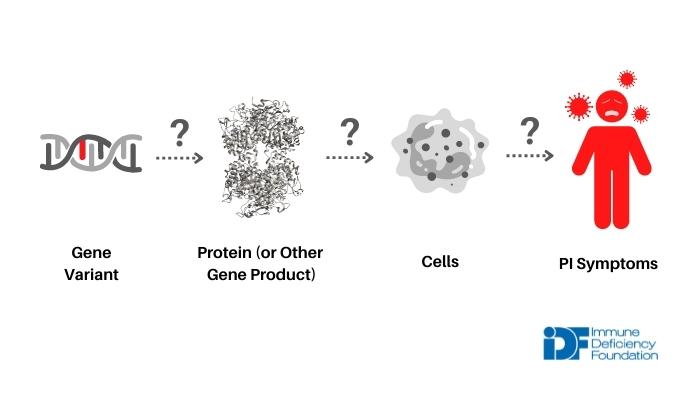 Determining if a genetic variant causes PI.